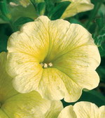 Сурфиния Патио Викотриан Еллоу